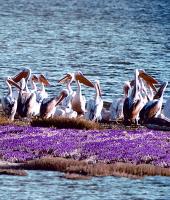 Evros nehrin Deltası