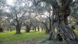Χαμηλή παραγωγή περιμένουν οι ελαιοπαραγωγοί της Μάκρης