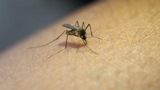Προετοιμασία για τα κουνούπια του καλοκαιριού