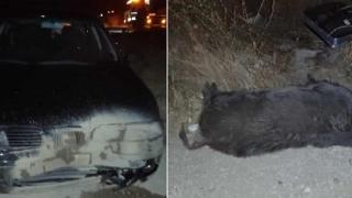 Τροχαίο με αγριογούρουνα στην Άνθεια Αλεξανδρούπολης - Τέσσερα αυτοκίνητα με ζημιές