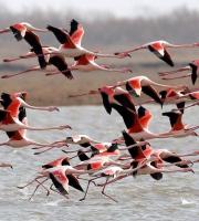 Φοινικόπτερα στο Δέλτα του Έβρου.