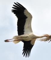 Evros nehrin Deltası