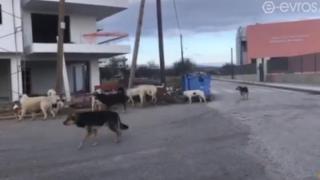 Μεγάλη αγέλη αδέσποτων σκύλων στο 11ο δημοτικό σχολείο (video)