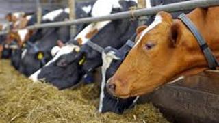 Ενιαία Ενίσχυση για κτηνοτρόφους που επλήγησαν από οζώδη δερματίτιδα