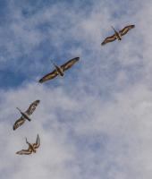 Evros nehrin Deltası