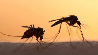 Tι συνιστά η Γενική Διεύθυνση Δημόσιας Υγείας ΑΜΘ για την προστασία από τα κουνούπια