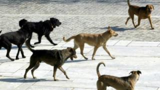 Αγανακτισμένοι οι κάτοικοι του Διδυμοτείχου από τις επιθέσεις σκύλων 