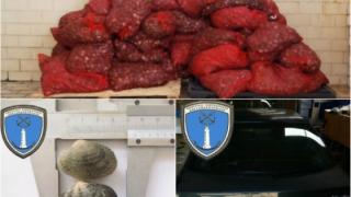 Δεν ξέρουμε τι τρώμε τελικά - Κι άλλη κατάσχεση ακατάλληλων οστράκων, στην Αλεξ/πολη, μέσα σε λίγες μέρες