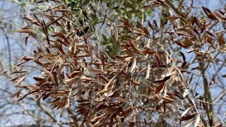 Τι είναι η Xylella και γιατί απειλεί τους ελαιώνες της Αλεξανδρούπολης 