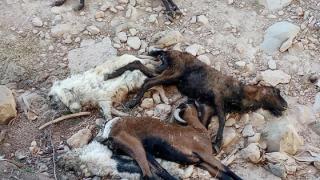 Εστία μόλυνσης από νεκρά ζώα σε απόσταση αναπνοής από την Αλεξανδρούπολη 