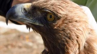 Σπάνιος Χρυσαετός θύμα δηλητηρίασης στον Έβρο