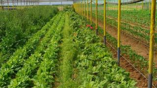Μόνο 19 από τους 1.453 αγρότες εγκρίθηκαν στην ΑΜ-Θ για τις βιολογικές: «δημιουργούν μεγαλοτσιφλικάδες!»