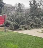 Φωτογραφία του e-evros.gr από το πεσμένο δέντρο στο κέντρο της πόλης.