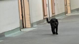 Πλέον και γάτες κυκλοφορούν μέσα στο ΠΓΝΑ εκτός από περιστέρια (video)
