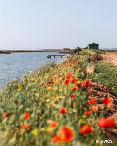 Παπαρούνες στο Δέλτα του Έβρου