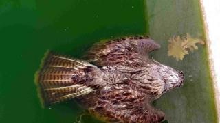 Πνιγμός ζώων σε υδατοδεξαμενές στο δάσος