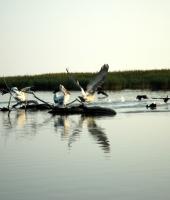 Evros nehrin Deltası