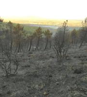 Αποτελέσματα Πυρκαγιάς