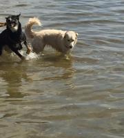 Δύο κουτάβια που κατέληξαν αδέσποτα στην Αλεξανδρούπολη έγιναν θεραπευτές στην Γερμανία