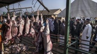 Επιτρεπτές μόνο σε πιστοποιημένες εγκαταστάσεις οι θρησκευτικές σφαγές ζώων χωρίς αναισθησία