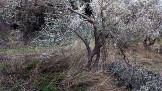 Σαμοθράκη: Οι περισσότεροι παραγωγοί έχουν χάσει σχεδόν το 100% του φυτικού τους κεφαλαίου