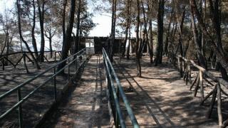 Γ. Τσαντόπουλος: "Να ξεκινήσει άμεσα η μεταπυρική αποκατάσταση του δάσους της Δαδιάς"