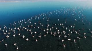Trakya’da Evros Deltası’ndaki flamingolarla birlikte uçuyoruz