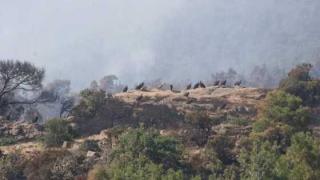 Συγκινητική εικόνα: Τα πουλιά του δάσους της Δαδιάς επέστρεψαν στο σπίτι τους