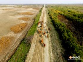 Evros Deltası'ndaki hayvan sürüsü