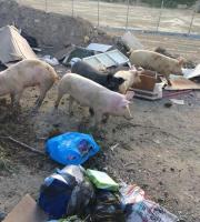 Εικόνες ΣΟΚ στη χωματερή της Αλεξ/πολης με γουρούνια να τρώνε σκουπίδια