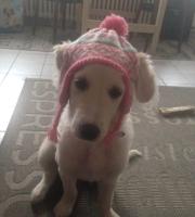 Δύο κουτάβια που κατέληξαν αδέσποτα στην Αλεξανδρούπολη έγιναν θεραπευτές στην Γερμανία