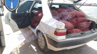 Περισσότερα από χίλια κιλά όστρακα κατασχέθηκαν στην Αλεξανδρούπολη (ΦΩΤΟ)