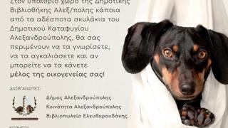 Ημέρα Υιοθεσίας Σκύλου στην Αλεξανδρούπολη: Γιατί οι φίλοι δεν αγοράζονται