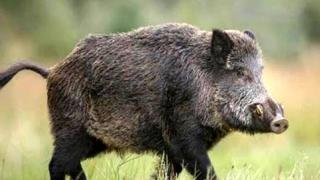 Οδηγίες για την πανώλη των χοίρων λίγο πριν ανοίξει το κυνήγι