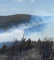 Μεγάλη πυρκαγιά έκαψε πευκοδάσος ανάμεσα σε Μελία και Νίψα στην Αλεξανδρούπολη (video & photo)