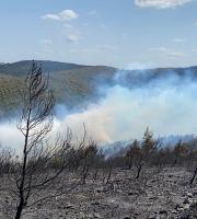 Μεγάλη πυρκαγιά έκαψε πευκοδάσος ανάμεσα σε Μελία και Νίψα στην Αλεξανδρούπολη (video & photo)