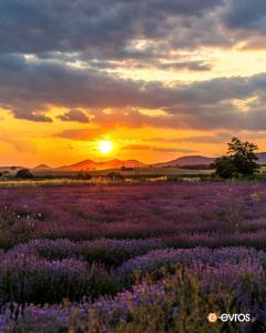 Ένα χωράφι γεμάτο λεβάντες κοντά στο Δωρικό