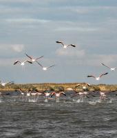 Evros nehrin Deltası