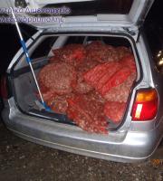 97 σάκοι με όστρακα του είδους ''αχιβάδα'' και “κυδώνι”.