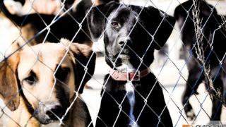 4 Απριλίου: Παγκόσμια Ημέρα Αδέσποτων Ζώων