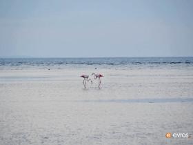 Flamingolar Evros Deltası'nda.