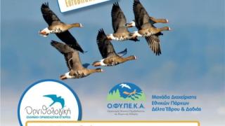 Η "Ευρωπαϊκή Γιορτή Πουλιών" επιστρέφει στο Δέλτα του Έβρου!