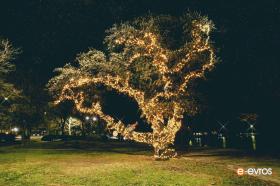 Το πανέμορφο δέντρο των ξωτικών στο πάρκο της Αργούς, στην Αλεξανδρούπολη