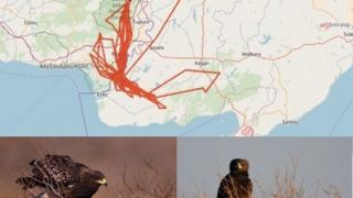 Το ταξίδι της Denisa στον Έβρο - Ο στικταετός από την Λευκορωσία ξεχειμωνιάζει στον τόπο μας