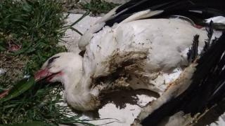 Οι πελαργοί θύματα ηλεκτροπληξίας - Το πρώτο θύμα των καλωδίων στις Φέρες