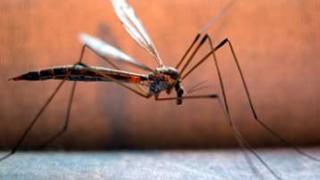 Τα συμπτώματα της λοίμωξης από τον ιό του Δυτικού Νείλου.