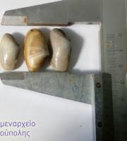 Αλεξανδρούπολη: Συνεχίζονται οι κατασχέσεις ακατάλληλων οστράκων (φωτο)