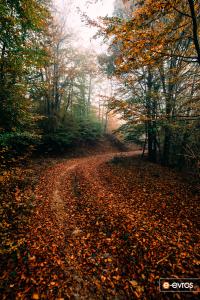 Leptokarya ormanında