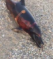 Το ξεβρασμένο δελφίνι στα πέτρινα