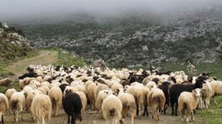 Ευλογιά: Η κατάσταση εξελίσσεται ραγδαία με δυσμενή αποτελέσματα.